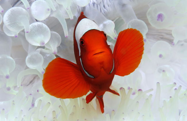 Buceo en la Gran Barrera de Coral - Foto 4