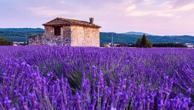 Luberon Lavender Fields - Photo 2