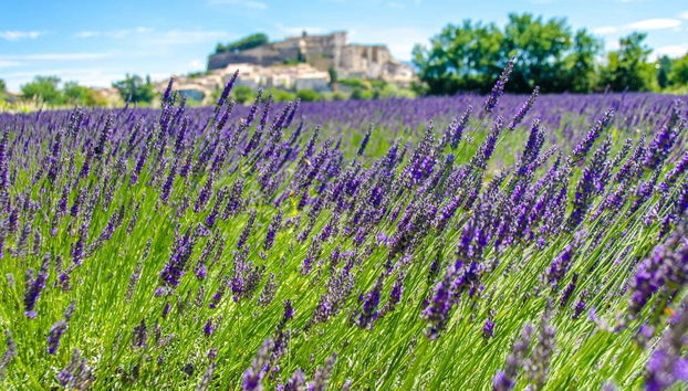 Luberon Lavender Fields - Photo 4