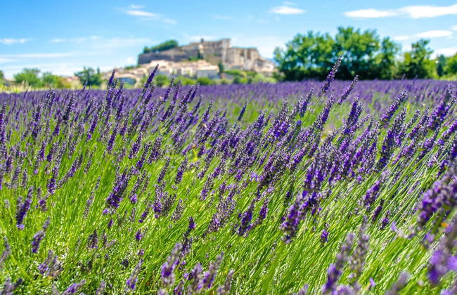 Tour de la lavanda por Luberon - Foto 4