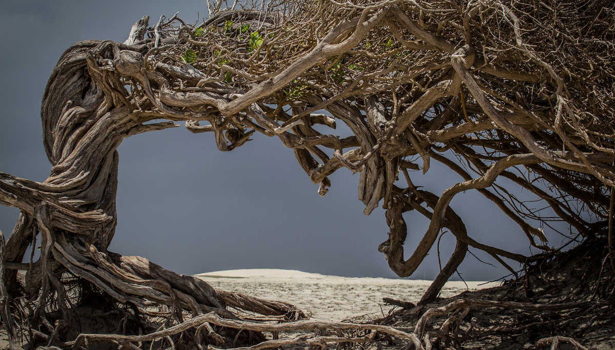 Excursión a Jericoacoara - Foto 1
