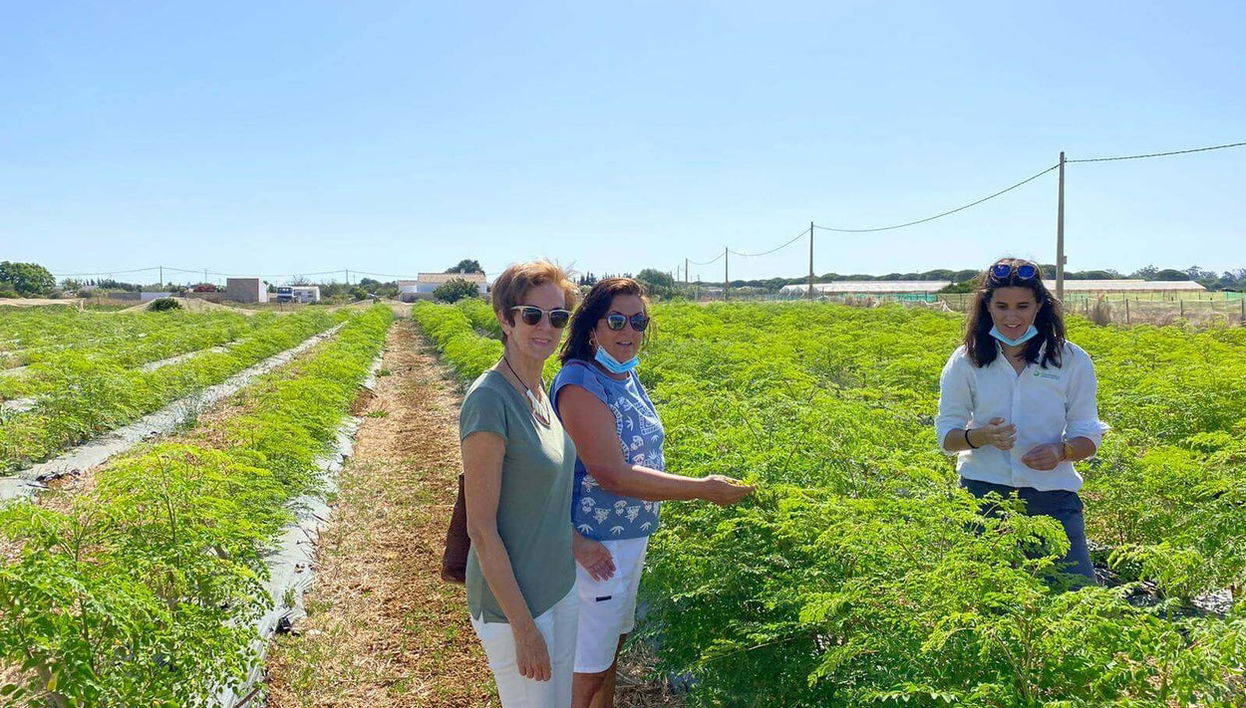 Tour de la moringa por la finca Connatur - Foto 1