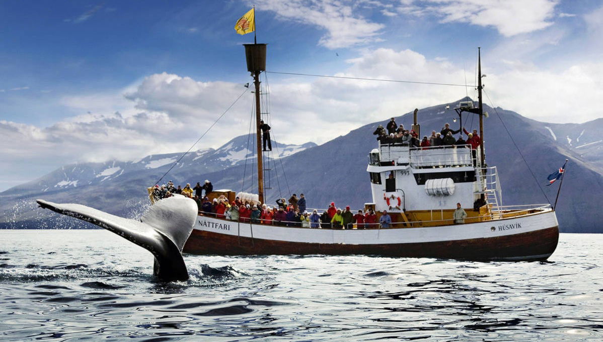 Whale Watching in Húsavík - Photo 1