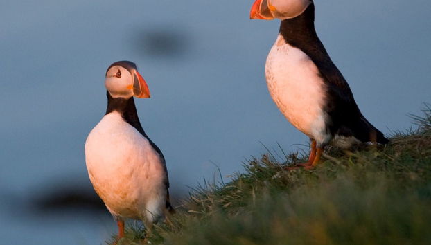 Whale & Puffin Watching - Photo 2