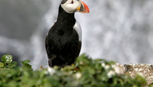 Whale & Puffin Watching - Photo 4