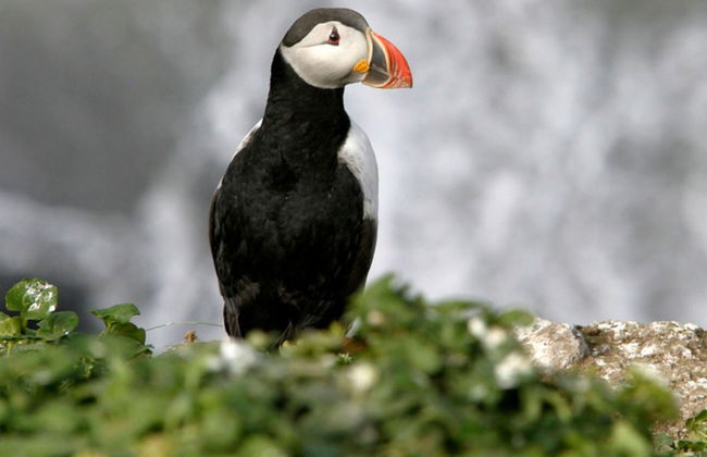 Avistamento de baleias e papagaios-do-mar - Foto 4