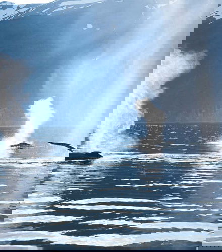 Foto de Avistamiento de ballenas y frailecillos