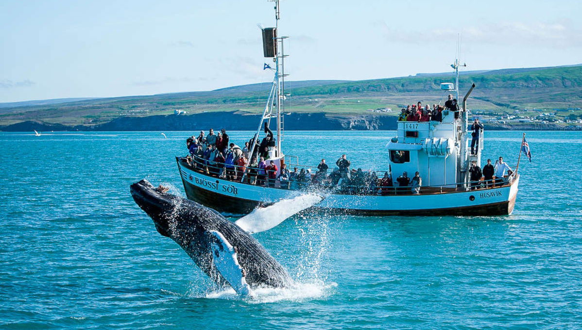 Whale & Puffin Watching - Photo 1