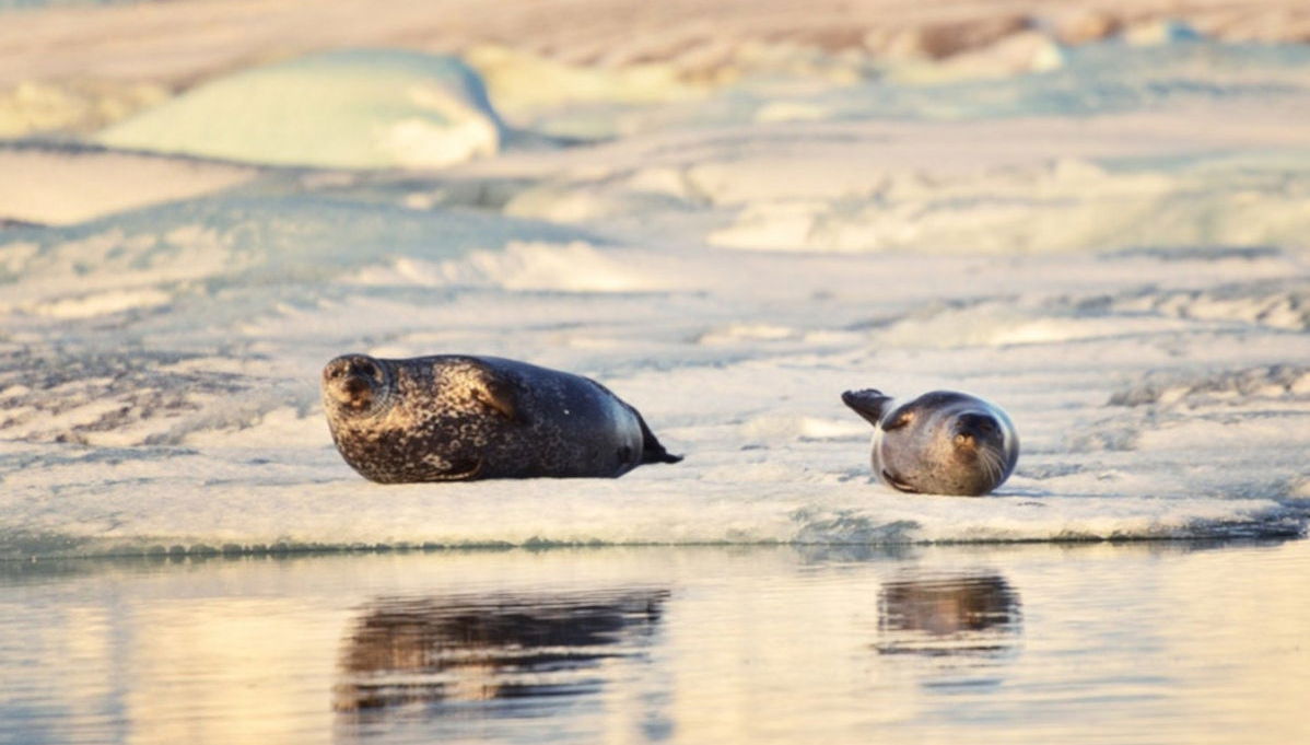 Excursão ao lago glacial Jökulsárlón - Foto 1