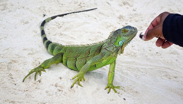 San Andrés 2 or 3 Day Tour - Foto 5