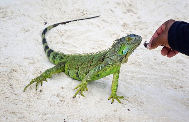 Excursão a Johnny Cay + Aquário natural - Foto 6