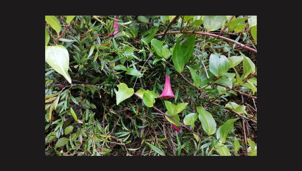 Alerce Andino National Park Trek - Foto 3