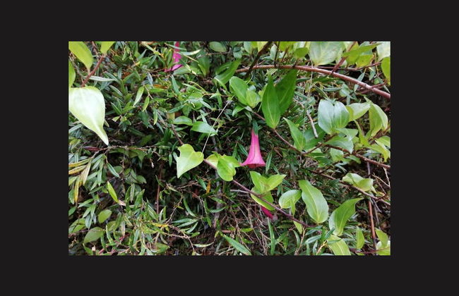 Senderismo por el Parque Nacional Alerce Andino - Foto 3