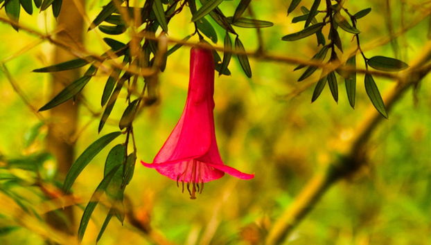 Hiking in the Alerce Andino National Park - Photo 2
