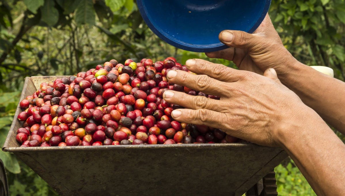 Bogotá Coffee Farm Trip - Foto 1