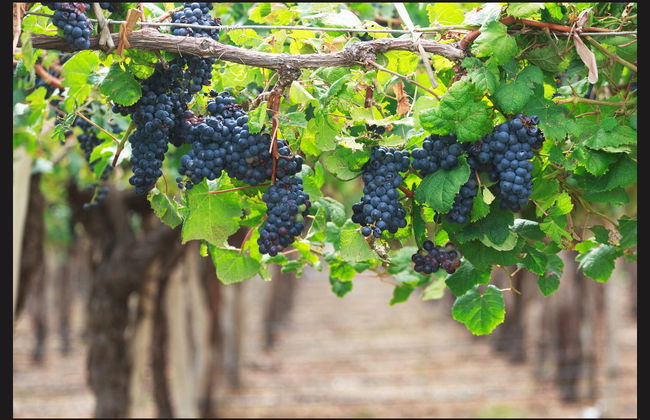 Tour privado de viñedos y bodegas - Foto 2