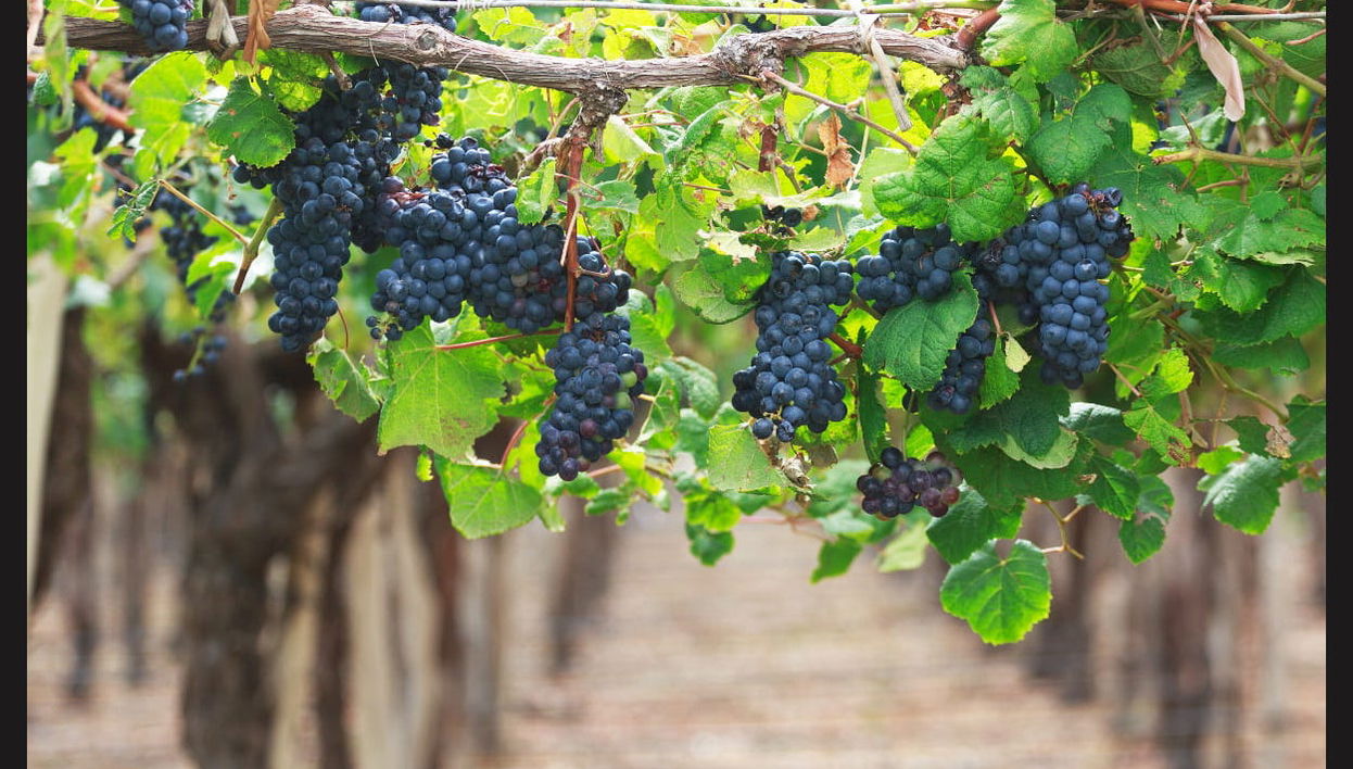 Tour privado de viñedos y bodegas - Foto 1