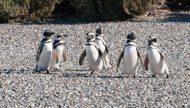 Excursion à Punta Tombo pour les croisiéristes - Photo 2