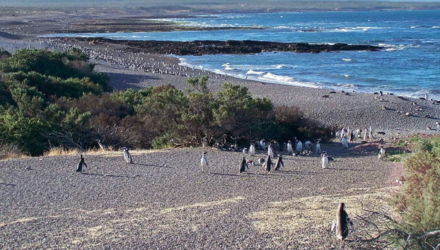 Excursion à Punta Tombo pour les croisiéristes - Photo 3