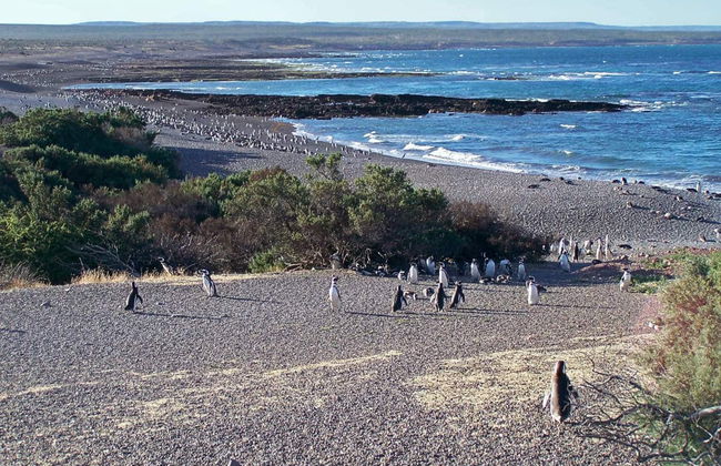 Punta Tombo Shore Excursion for Cruise Passengers - Foto 3