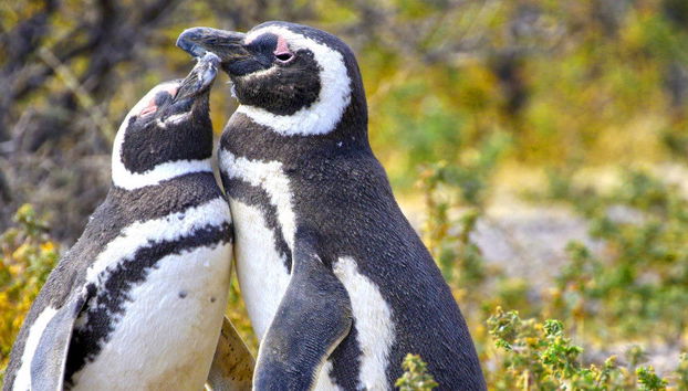 Excursion à Punta Tombo pour les croisiéristes - Photo 4