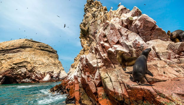 Tour por la Reserva Nacional de Paracas - Foto 3