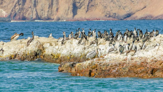 Tour por la Reserva Nacional de Paracas - Foto 4