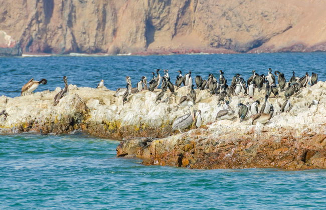 Escursione alla Riserva Nazionale di Paracas - Foto 4