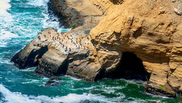 Tour por la Reserva Nacional de Paracas - Foto 2