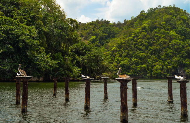 Los Haitises National Park Day Trip - Foto 2