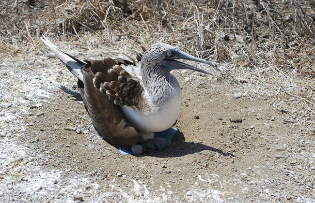 Excursion sur l'île de la Plata - Photo 3
