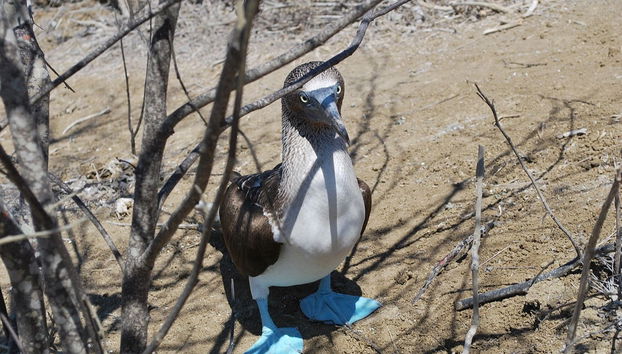 Isla de la Plata Excursion - Foto 2