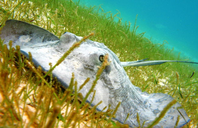 Excursión a la bahía de Akumal + Reserva Balam - Foto 4