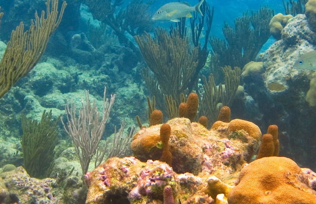 Excursión a la bahía de Akumal + Reserva Balam - Foto 6