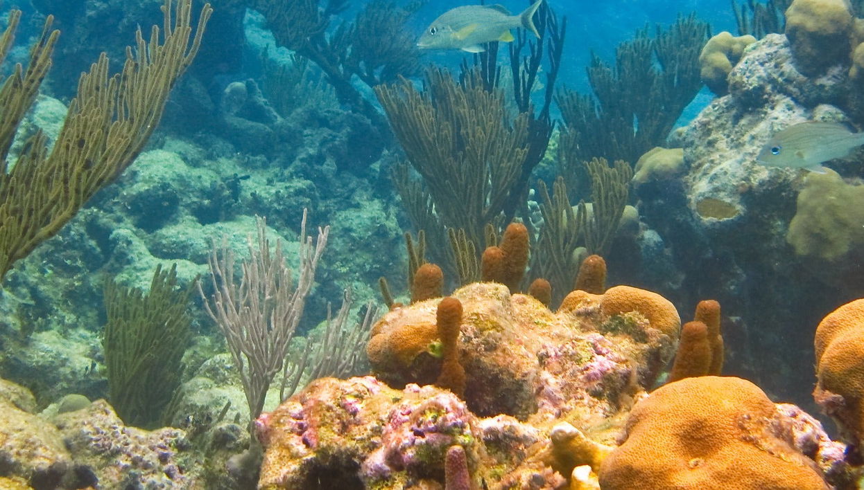 Excursión a la bahía de Akumal + Reserva Balam
