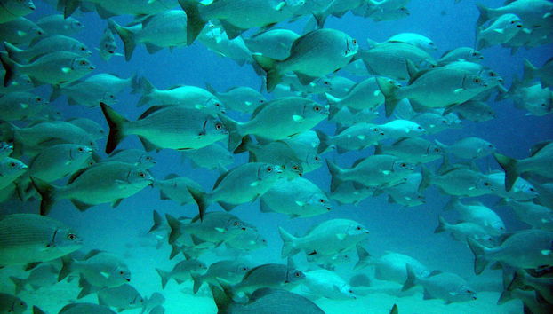 Banco de peces en Akumal