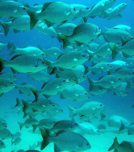 Bild - Akumal Bay + Balam Reserve Day Trip