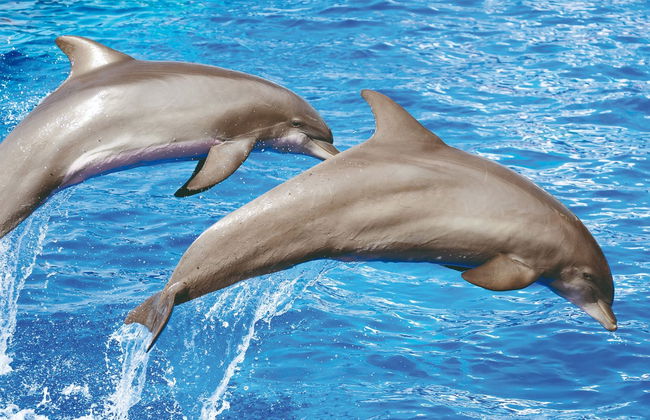Avistamiento de delfines en el sur de Mallorca - Foto 5