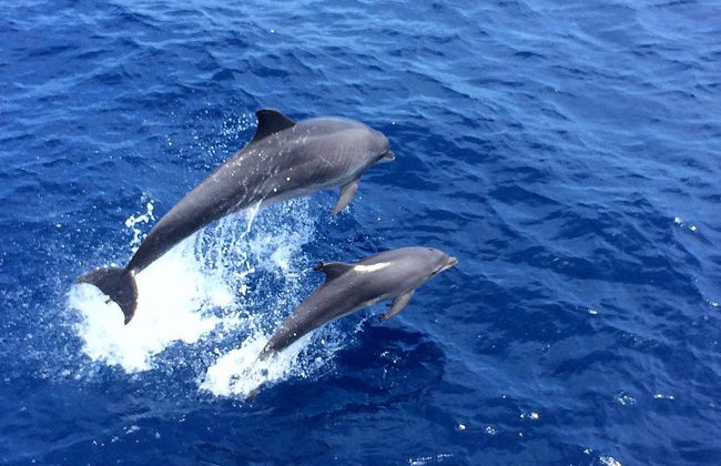 Avistamiento de delfines en el sur de Mallorca - Foto 2