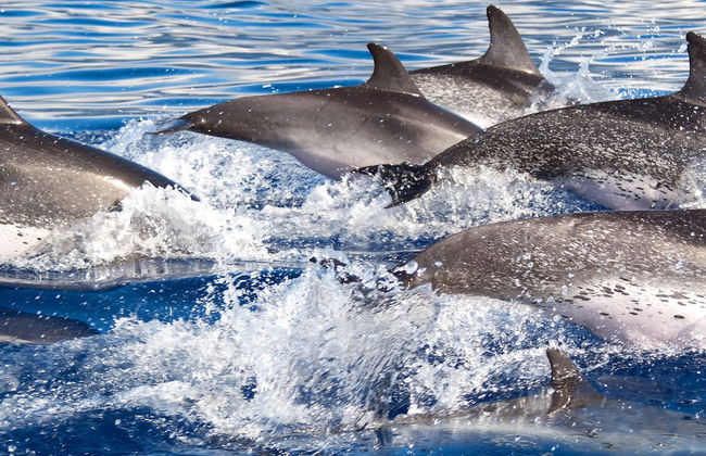 Avistamiento de delfines en el sur de Mallorca - Foto 6