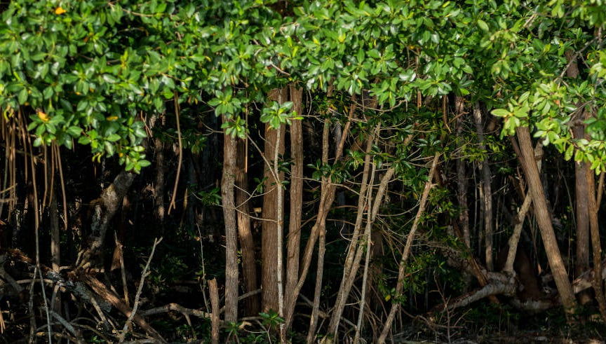 Excursión a Los Petenes en lancha rápida