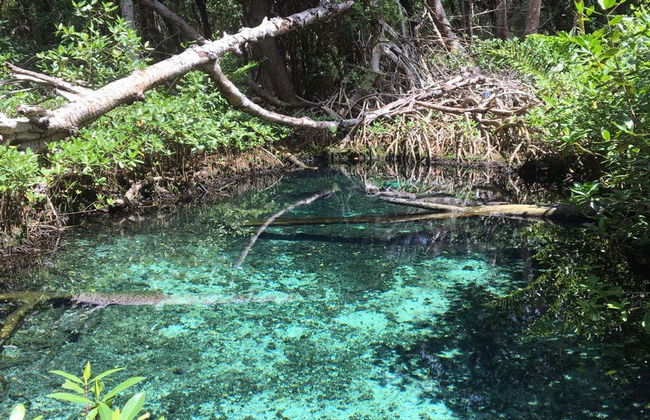 Excursión a Los Petenes en lancha rápida - Foto 5