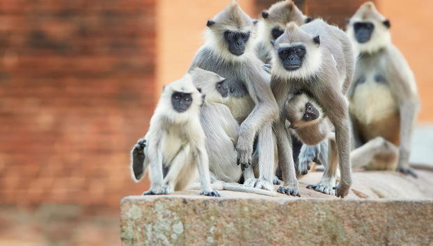 Anuradhapura Private Excursion - Foto 4