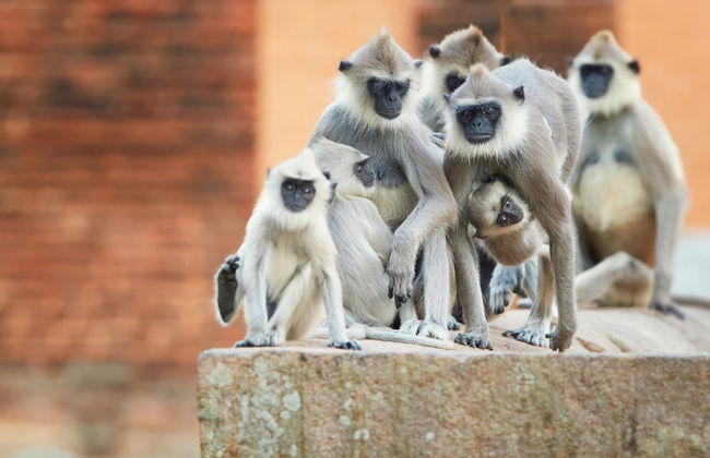 Anuradhapura Private Excursion - Foto 4