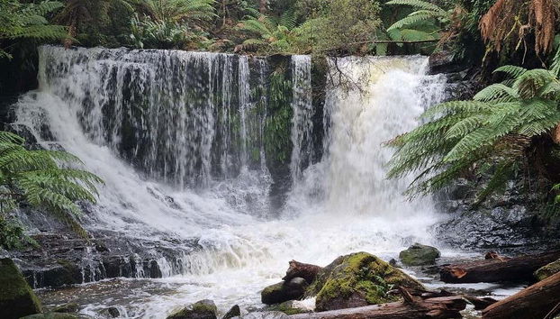 Mount Field National Park Day Trip - Foto 2