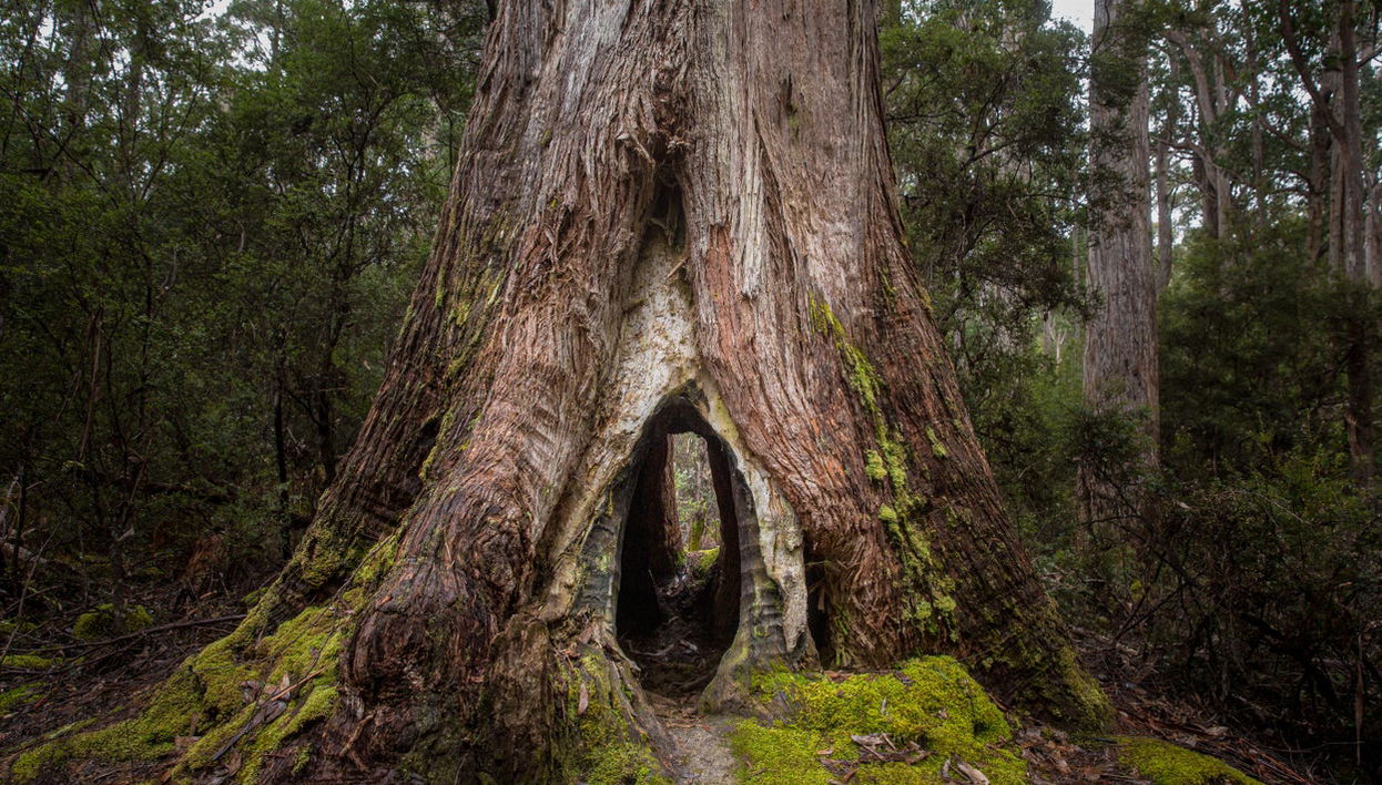 Mount Field National Park Day Trip - Foto 1