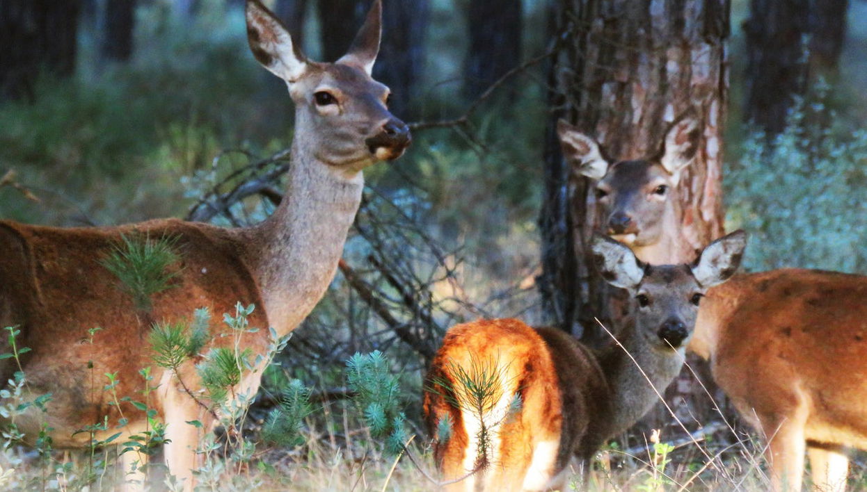 Doñana Day Trip - Photo 1