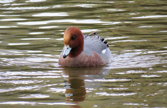 Doñana Day Trip - Photo 5
