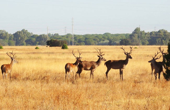 Doñana Day Trip - Photo 2