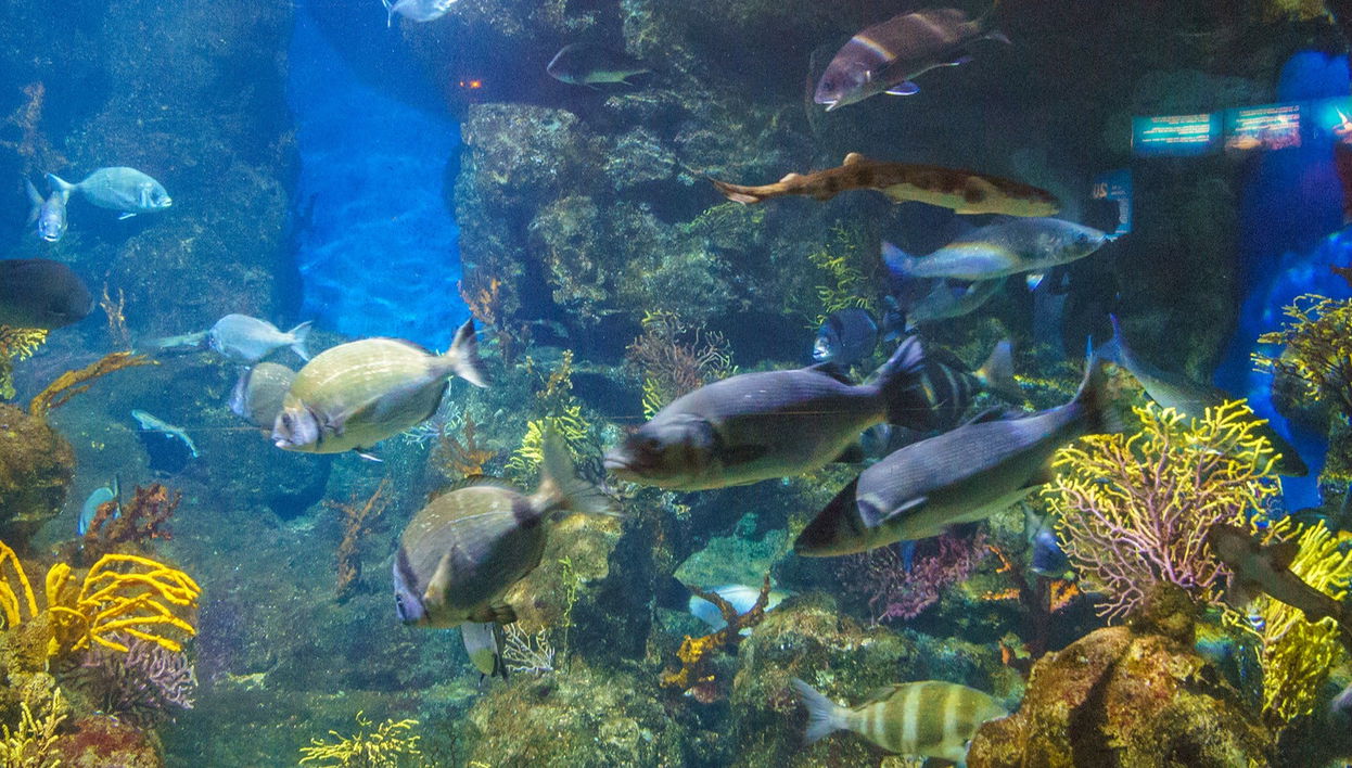 L’Aquàrium de Barcelona - Foto 1